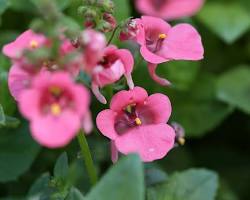  네메시아 이미지 사진