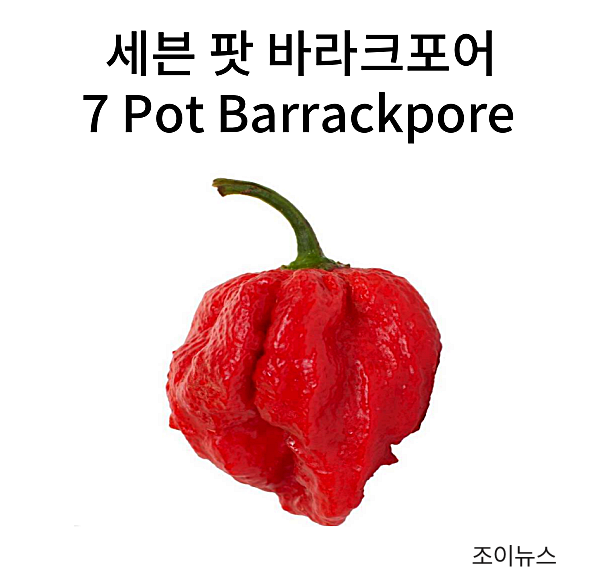 세븐 팟 바라크포어(7 Pot Barrackpore)