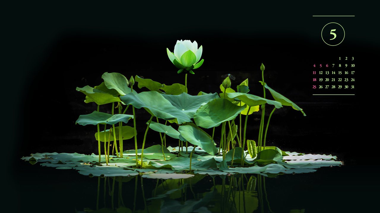 16 수면 위의 백련 A - 2025년5월 노트북배경화면