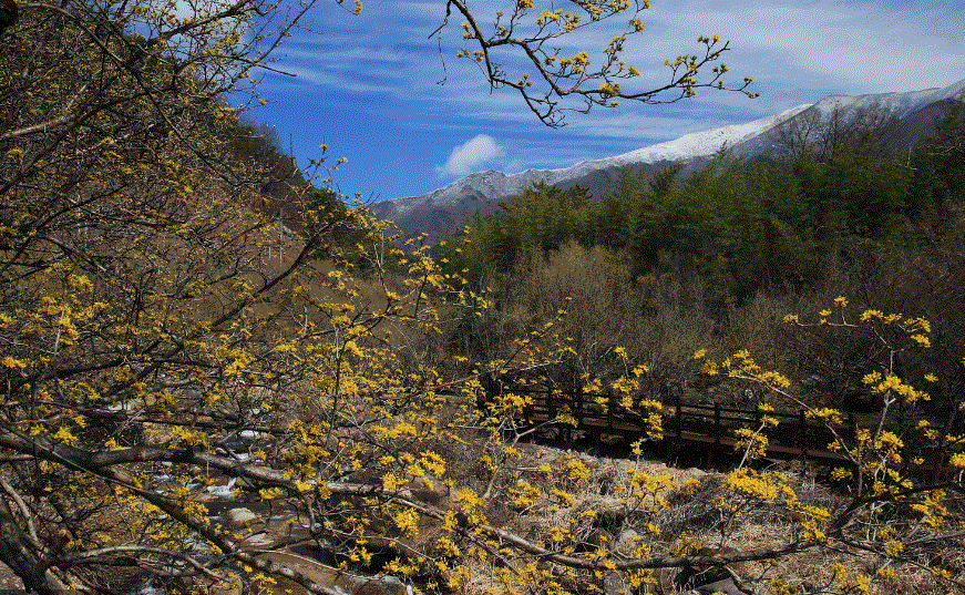 24년 구례 산수유꽃축제 주차 개막공연 일정 CCTV