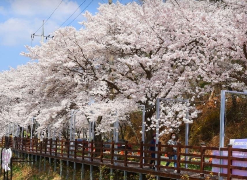 대전 벚꽃 
