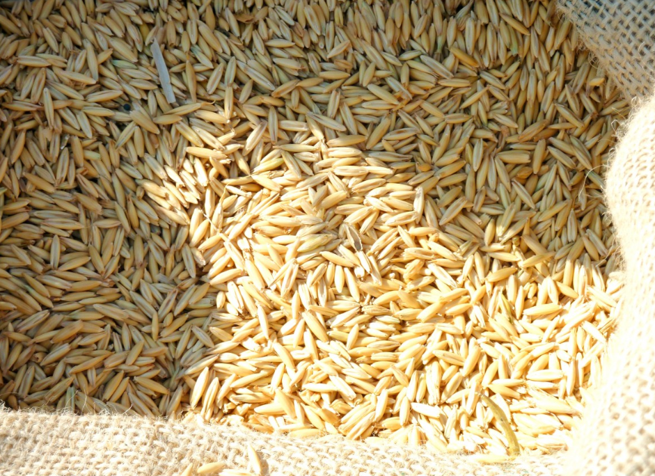 스펠트밀_SPELT_WHEAT