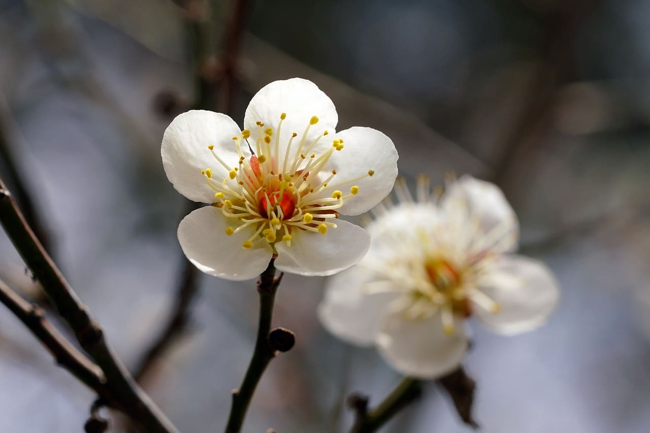 매실주 담그기 담그는법 비율 숙성기간