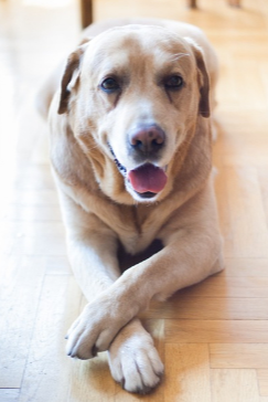 래브라도 리트리버 사진