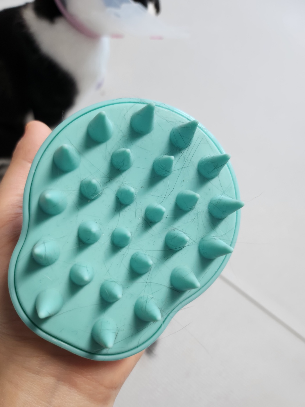 다이소 고양이빗추천