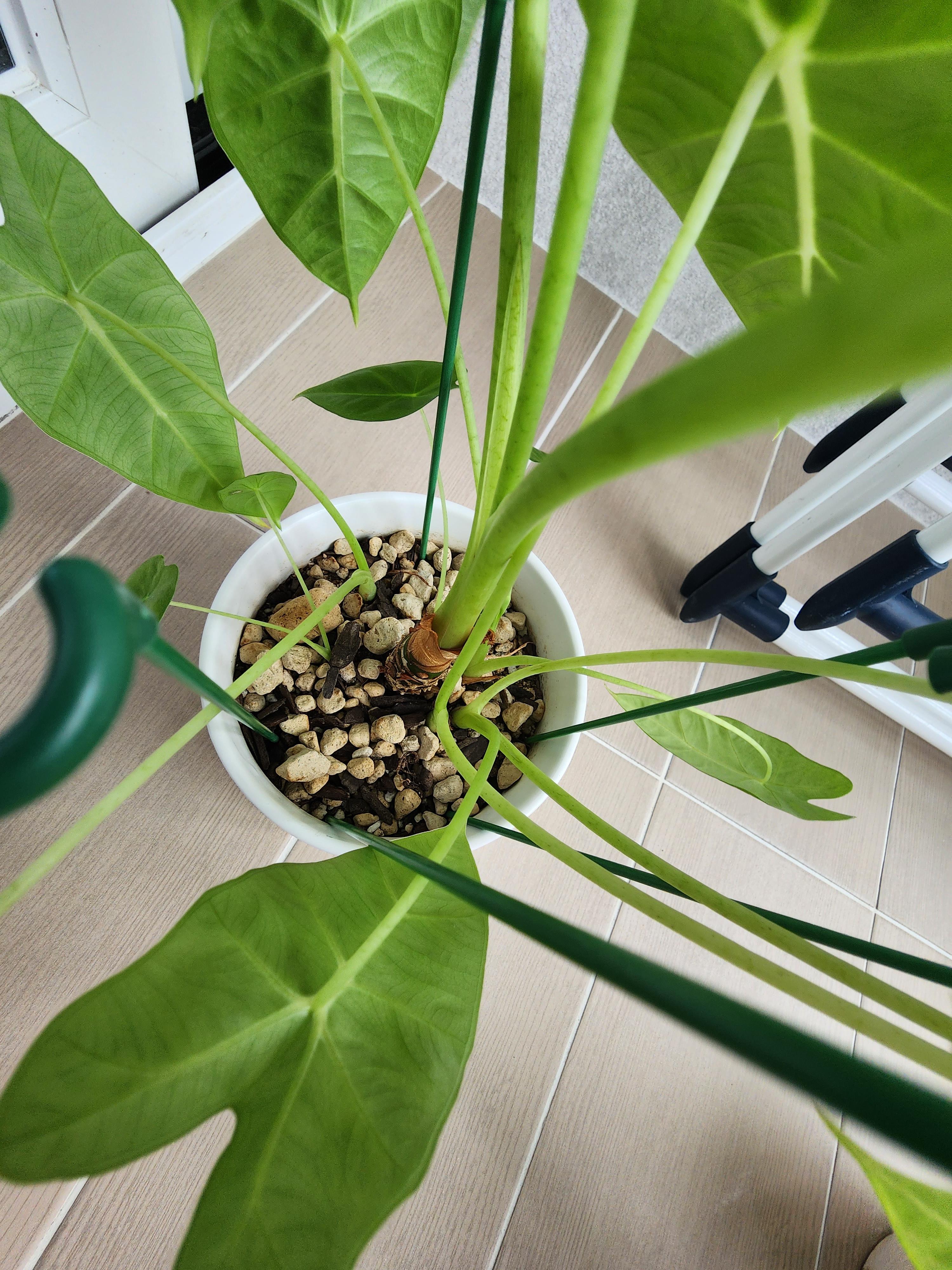 자구번식을 많이 한 프라이덱