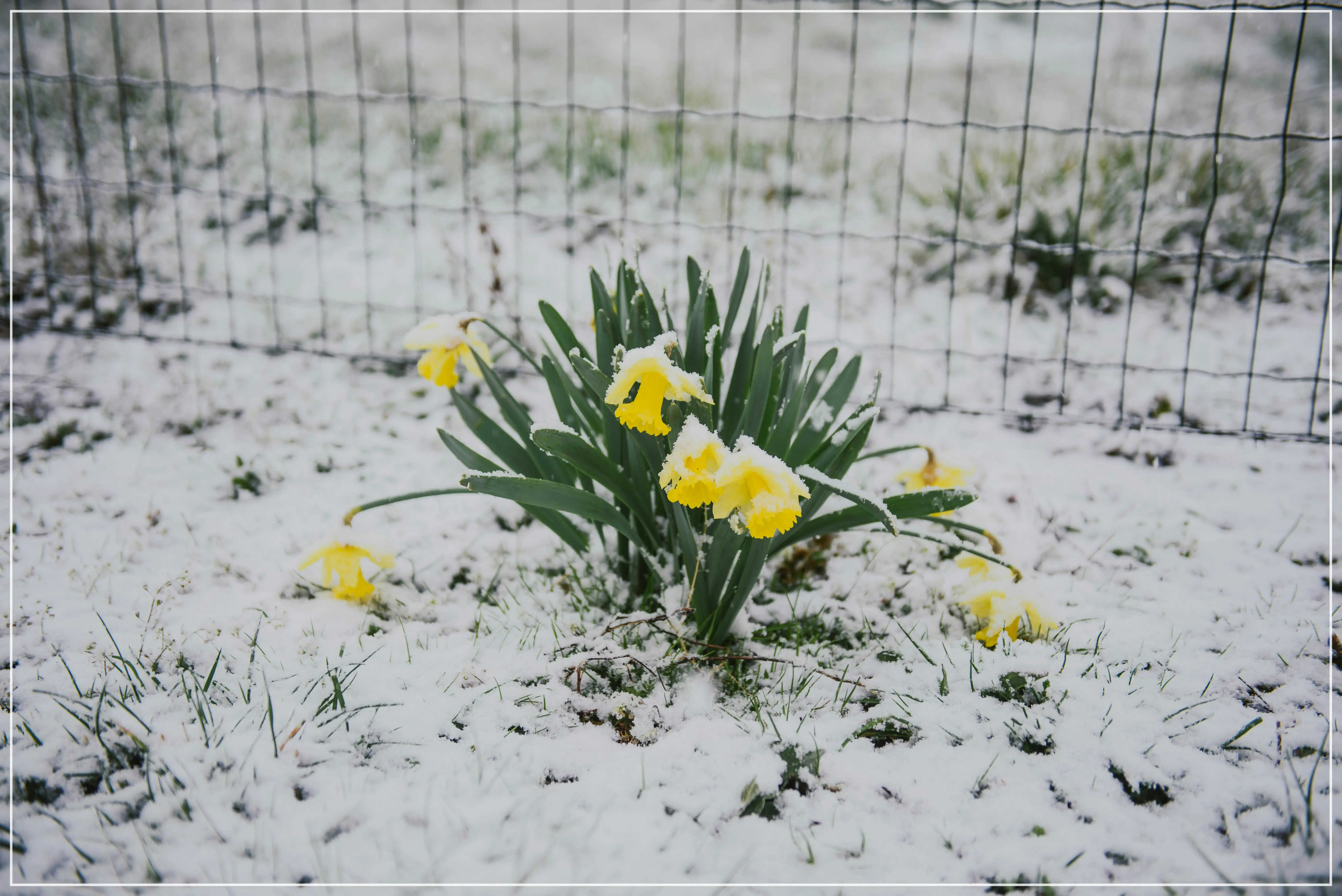 세계 펭귄의 날