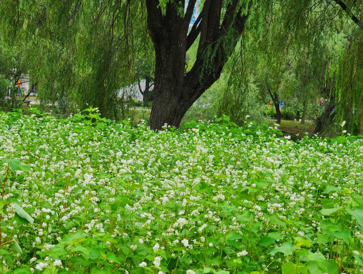 서래섬 메밀꽃1