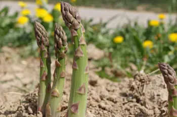 글루타치온이 많이 들어있는 음식 BEST 10