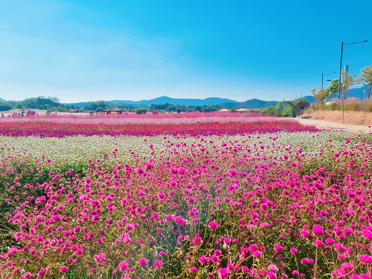 2024 양주 나리공원 천일홍 축제: 수도권에서 핑크뮬리&amp;#44; 댑싸리&amp;#44; 팜파스를 볼 수 있는 가을 여행지