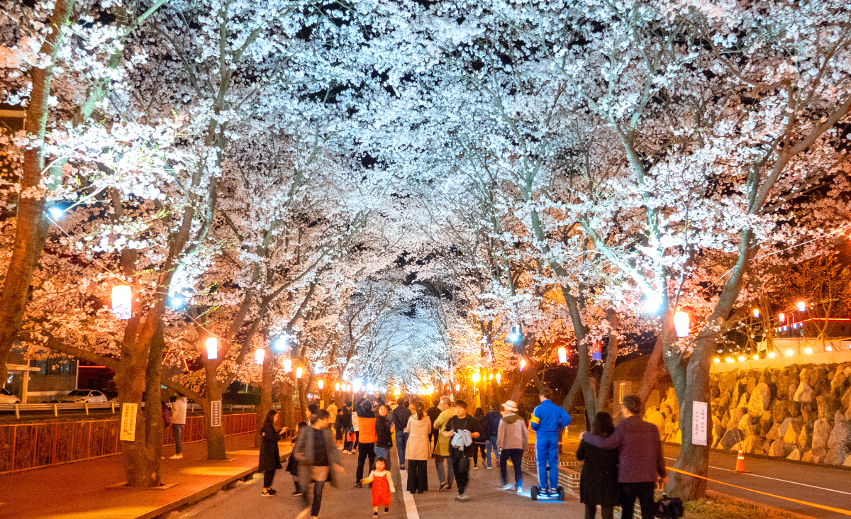 에덴벚꽃길 벚꽃축제