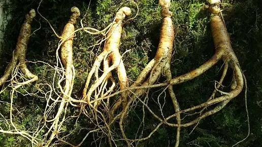 한국 전통 항염증 재료-인삼