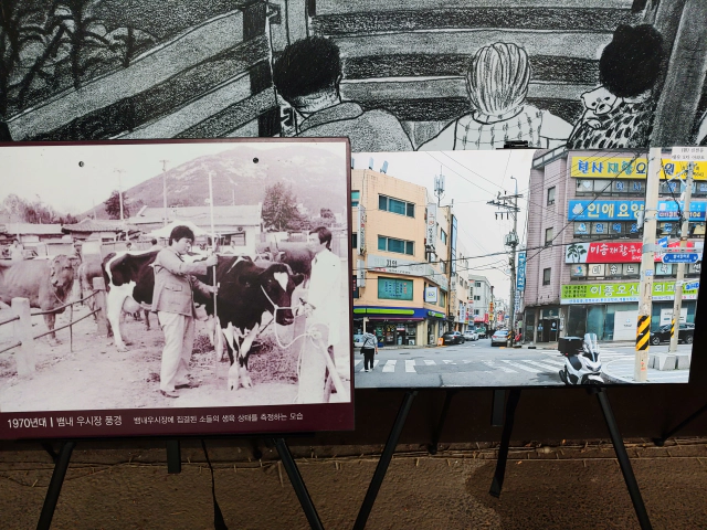 1970년대-뱀내-우시장-풍경