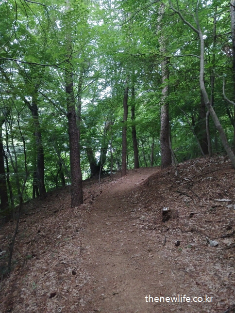 A shaded forest trail with a wooden bench &mdash; perfect for a cool summer walk and a natural way to ease air conditioning sickness symptoms.-나무 벤치가 있는 그늘진 숲속 오솔길 &mdash; 여름철 산책에 좋으며, 냉방병 증상 완화에 도움을 주는 자연환경입니다.