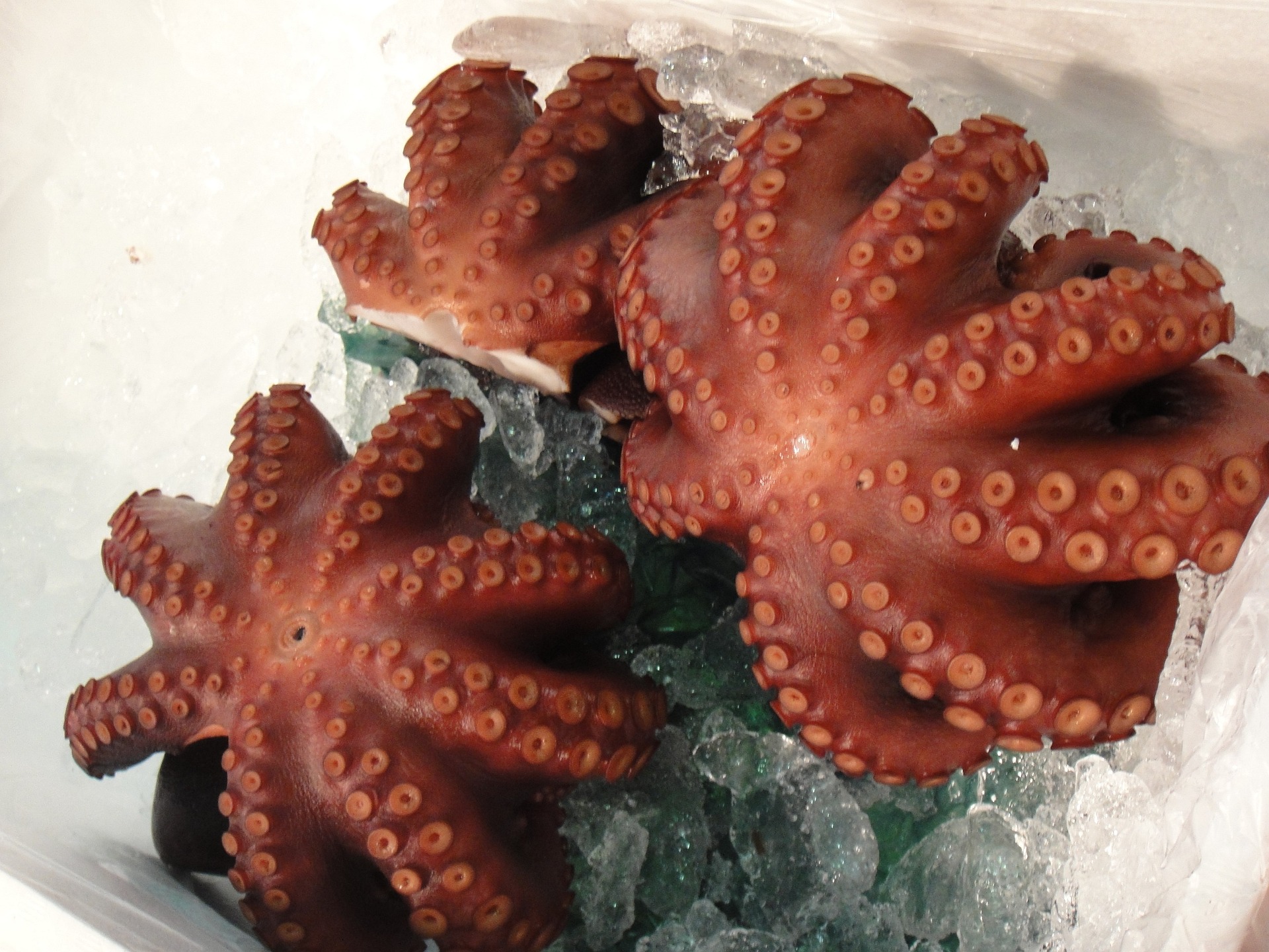 바다에서 채취를 한 문어 3마리를 잘 익혀서 다리의 빨판이 잘 보이게 얼음 위에 뒤집어서 놓고 찍은 사진