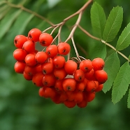마가목 효능
