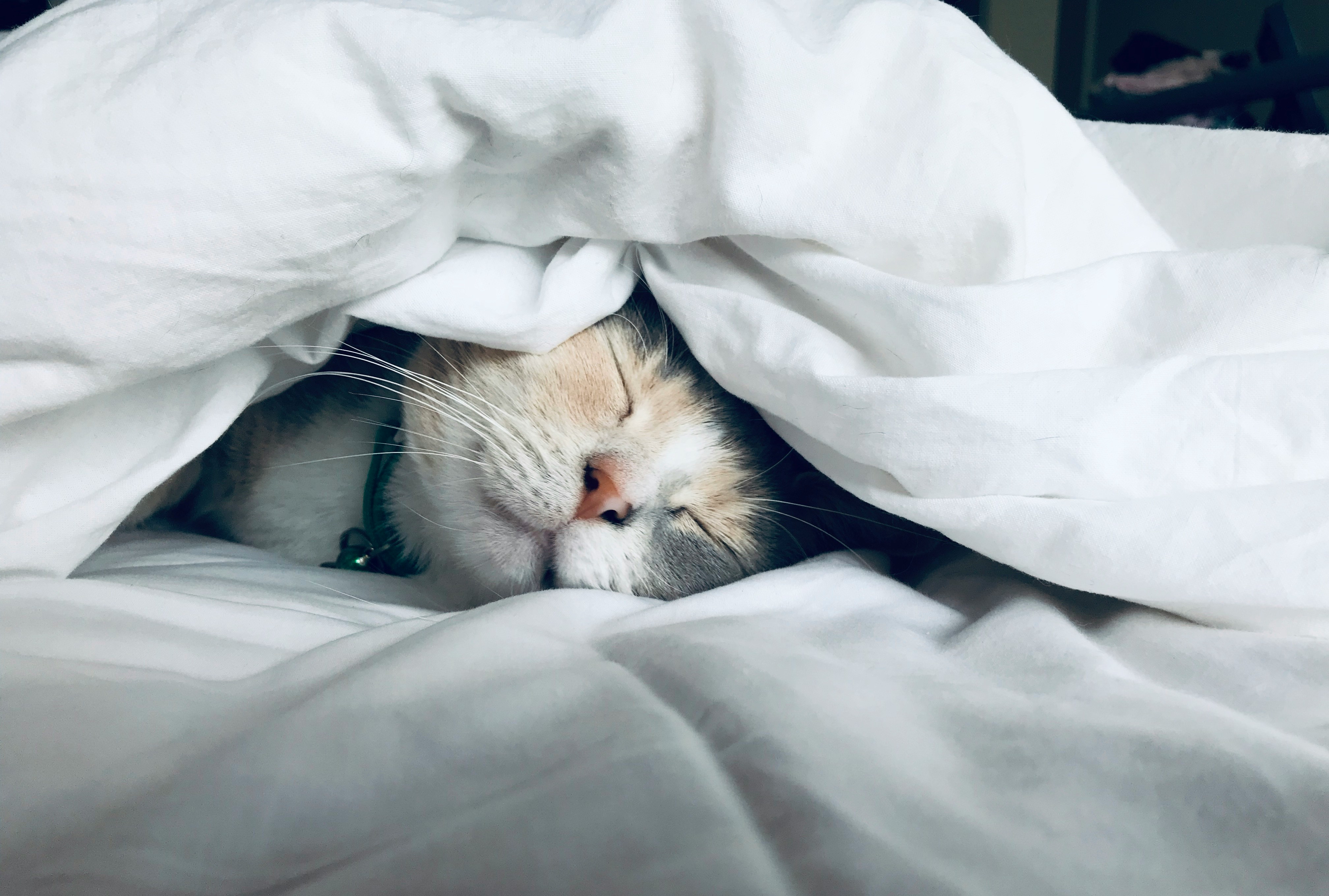 꿀잠자는 냥냥이, 나도 같이 꿀잠자자