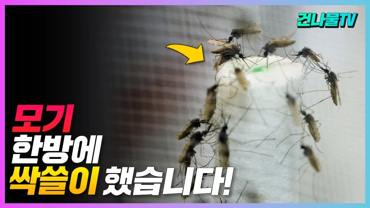 모기 박사님 추천 모기 퇴치법과 여름철 모기 없는 집 만들기 실전 전략_1