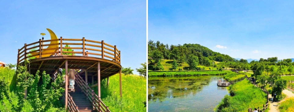 함안 악양생태공원 양귀비꽃밭