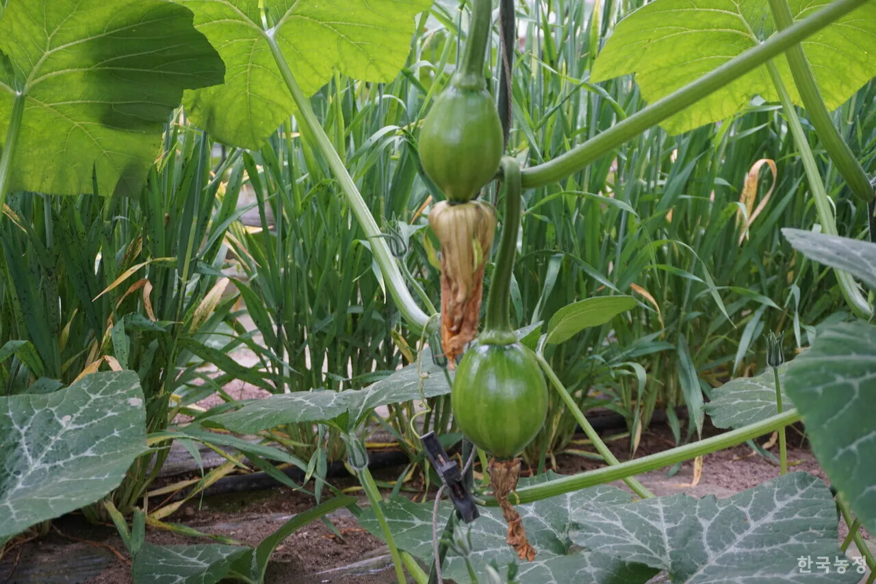 호박 재배 덩굴 유인 암꽃 관리 거름 주기_1