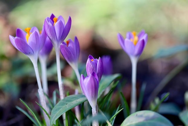 태안 튤립축제 주차 꿀팁,입장료 할인 방법