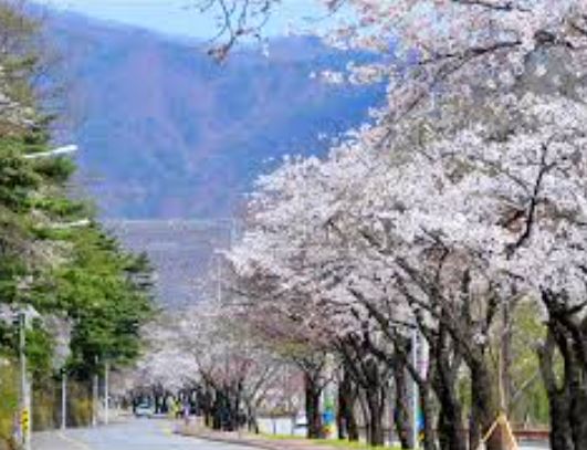 춘천 벚꽃