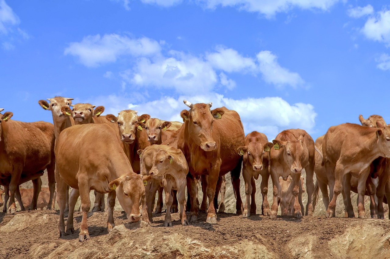 횡성 한우 축제