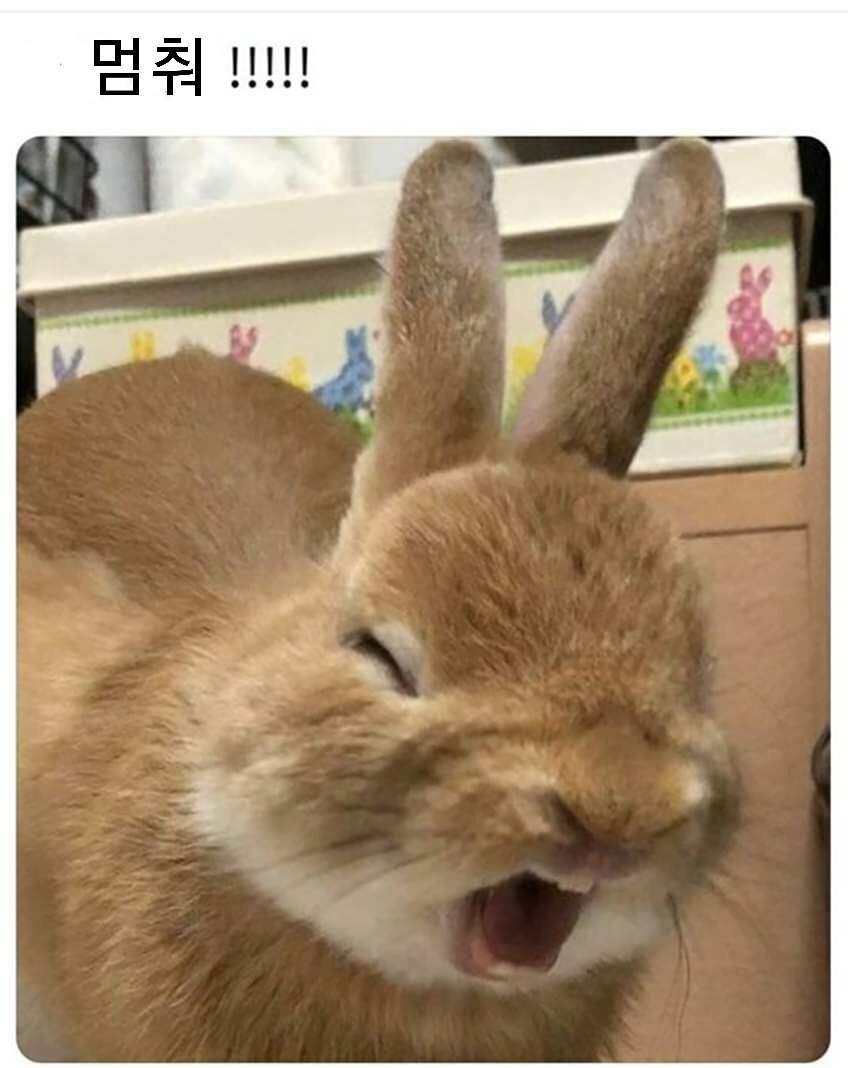 interrupt_img_rabbit