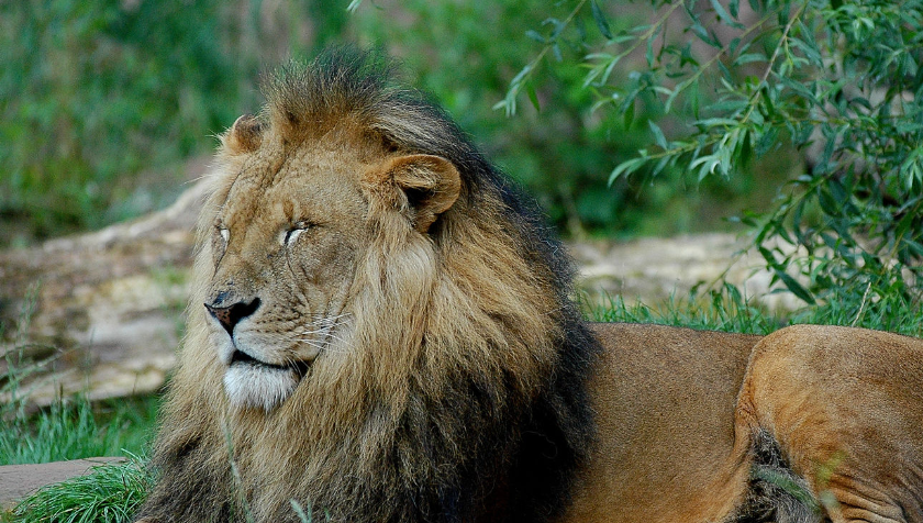 가족동물원 동물사진
