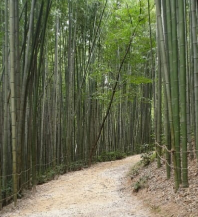 담양 죽녹원 산책로 풍경