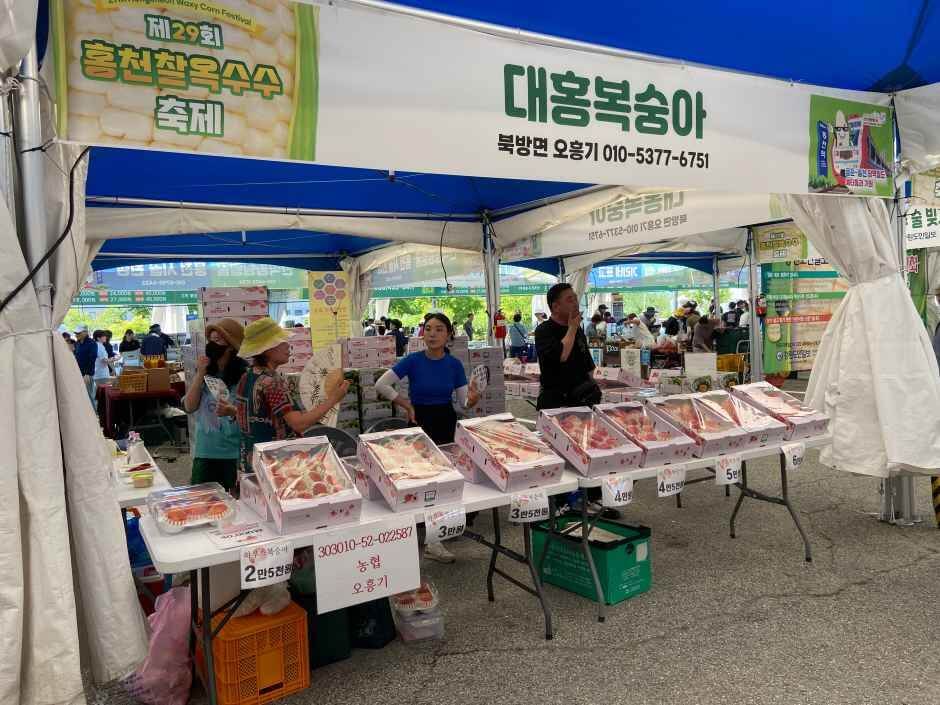 홍천 찰옥수수 축제 2026