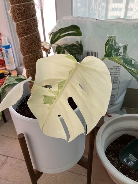 흙 식재 완료된 알보 몬스테라와 수태봉 고정