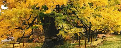 영국사 은행나무