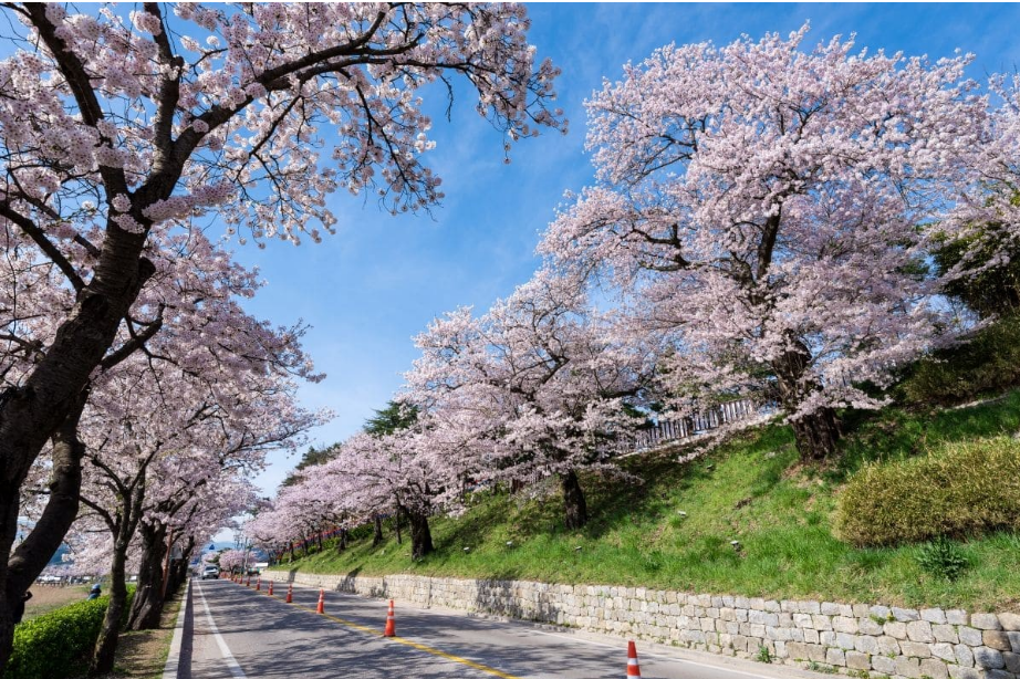 2025 벚꽃 개화시기