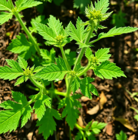 관절에-좋은-약초-관절-영양제-추천