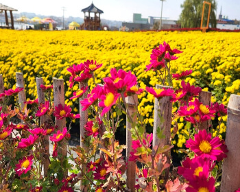 서산 국화축제_35