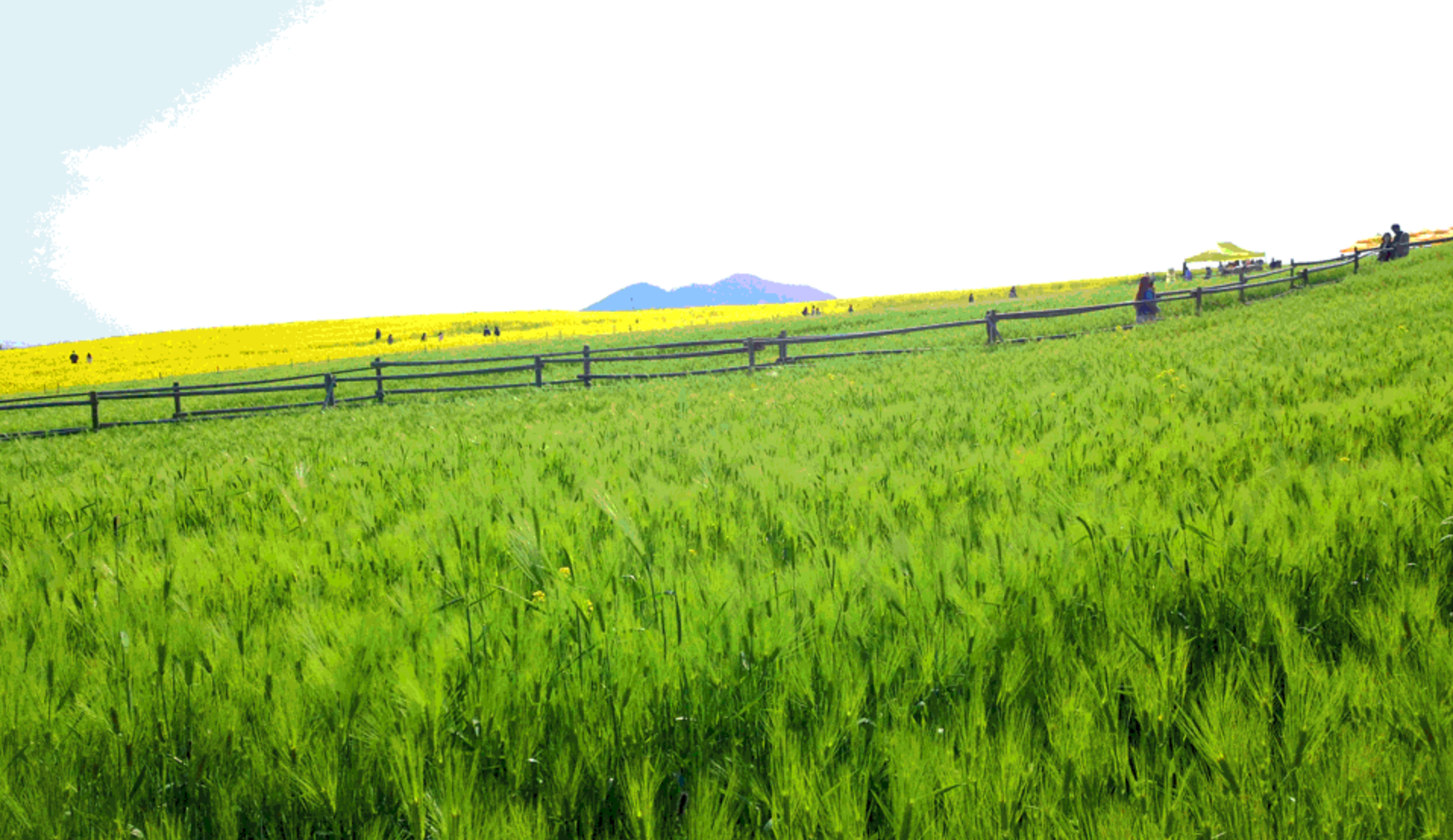 고창-청보리밭-축제