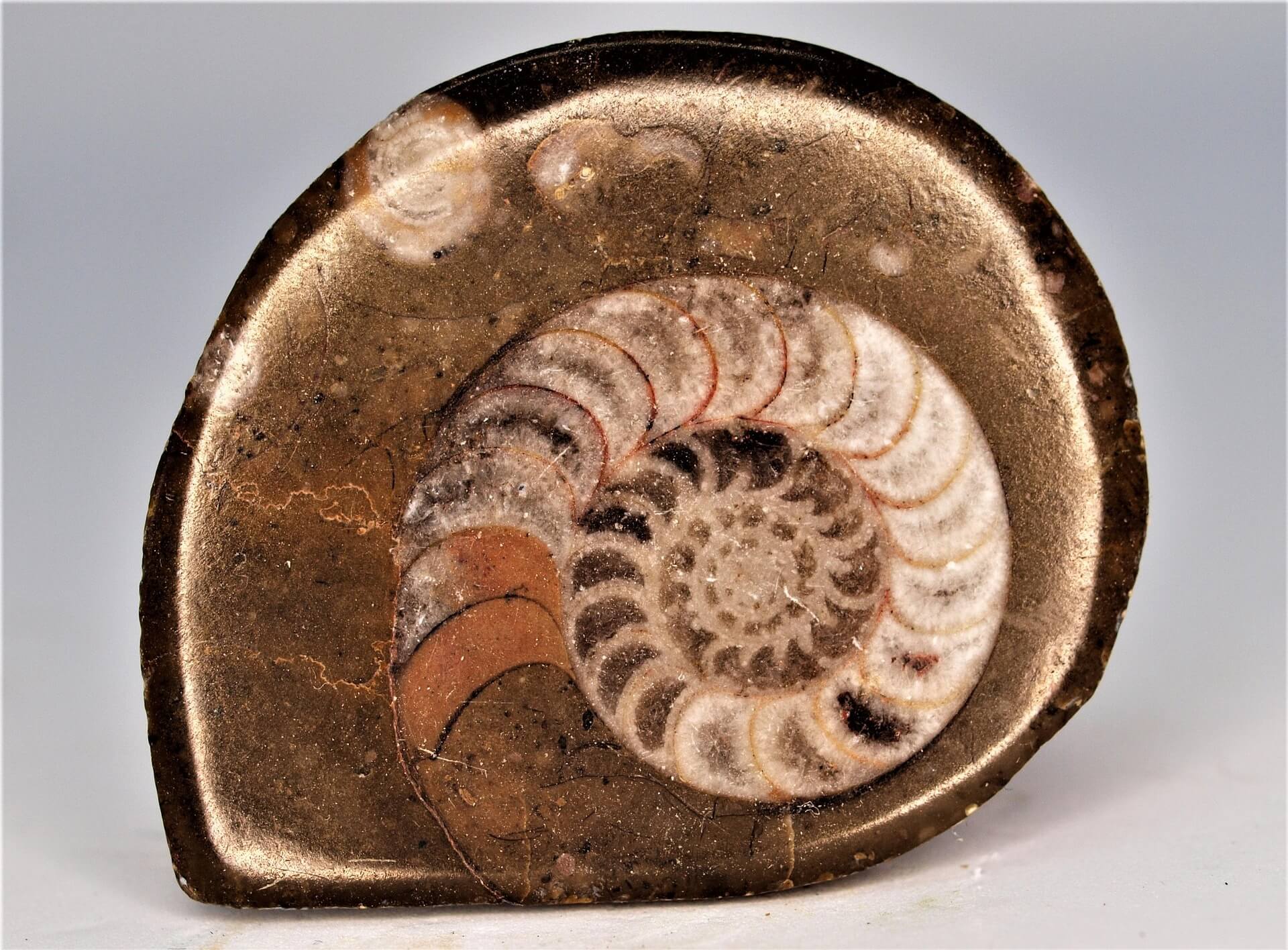 어린 개체 화석의 크기 분포로 번식 시기를 추정하는 방법