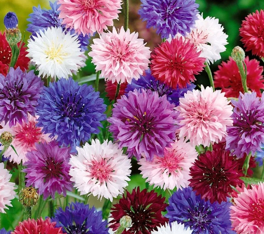 가을에 피는 꽃 수레국화