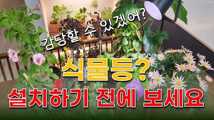식물등 설치 위치높이 시간대설정 광량부족 해결 겨울철 성장 돕기_5