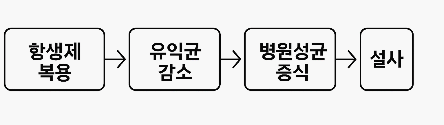 항생제 복용이 유익균 감소, 병원성균 증식, 설사를 유발하는 흐름도