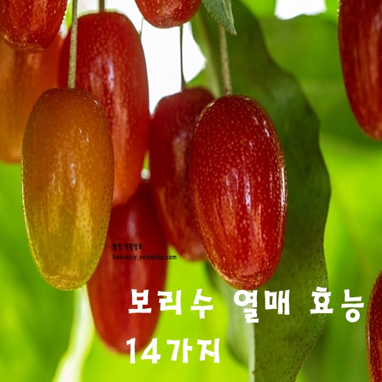 보리수 열매 효능