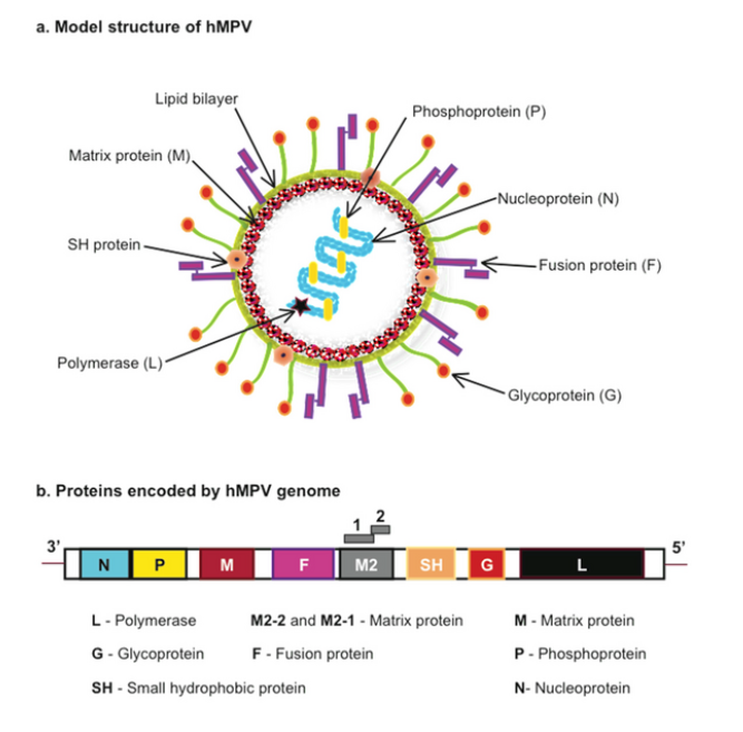 HMPV 바이러스 어떤 병일까? 메타뉴모 바이러스 중국확산 제2의 코로나?
