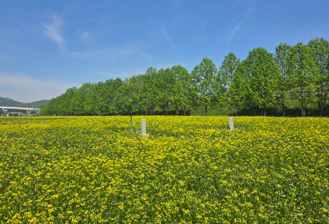 오늘의 유채꽃