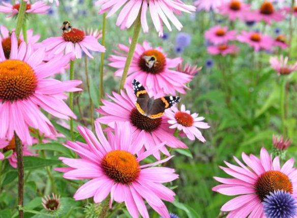 에키네시아의 올바른 섭취 방법