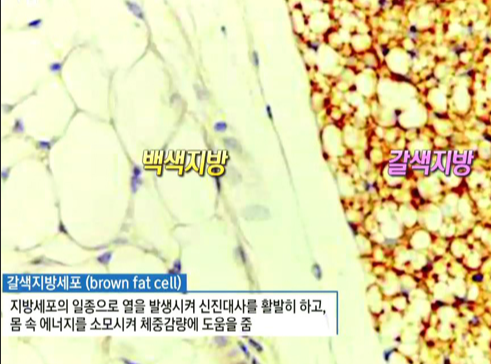백색지방과 갈색지방 설명