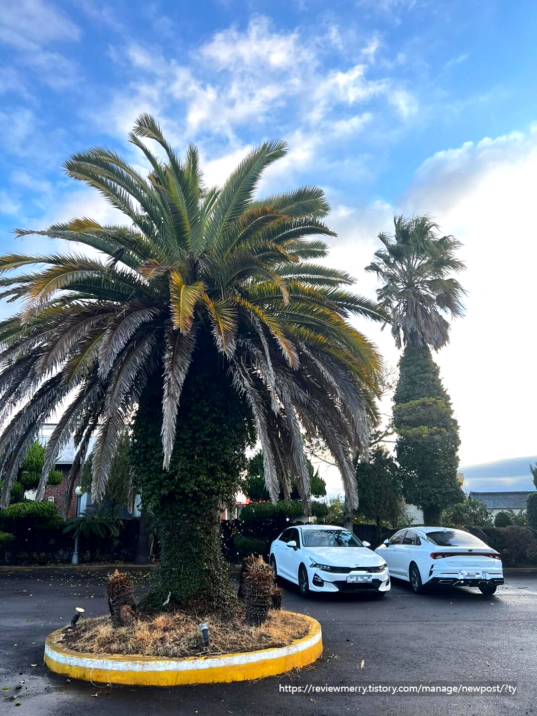 주차장 야자나무