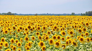 태백 해바리기축제