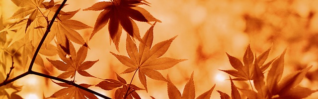 화담숲-단풍-절정시기