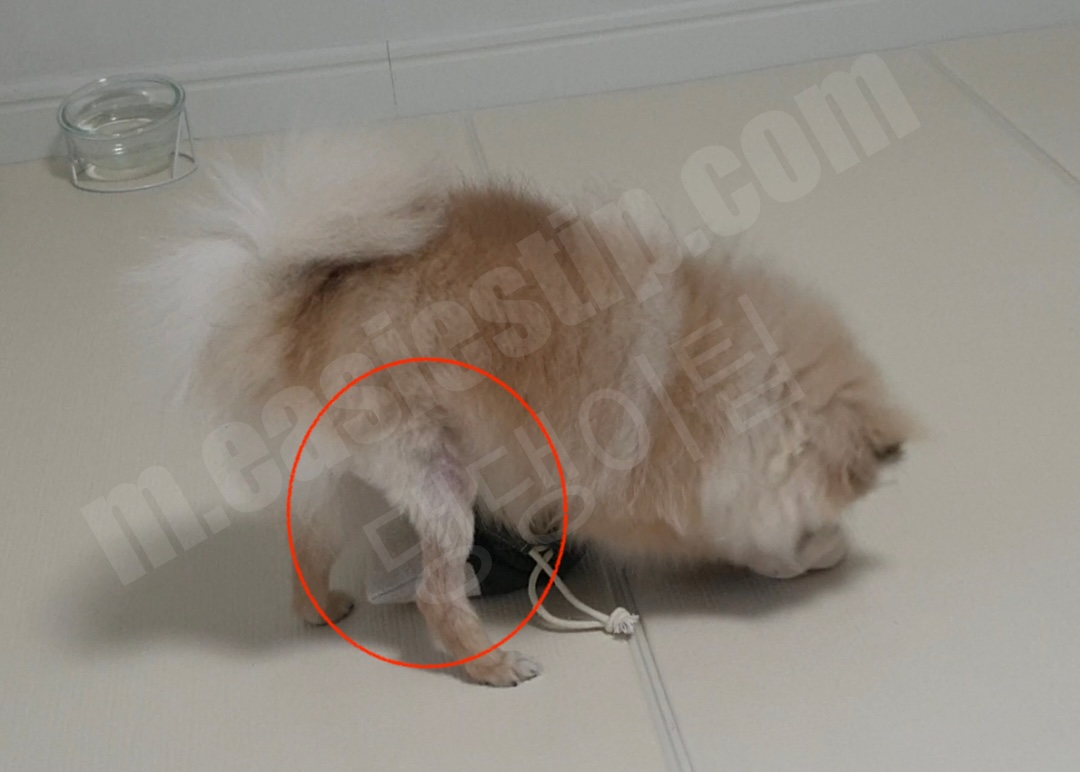 슬개골 탈구 수술 부위에 털이 자란 모습